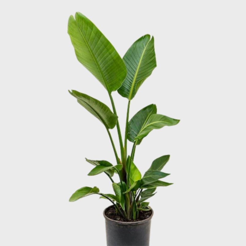 Strelitzia Nicolai 70 - 80 cm | Plantes Addict