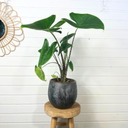 Alocasia Zebrina 80 - 90 cm