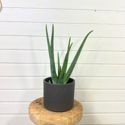 Aloe Vera 30 - 40 cm