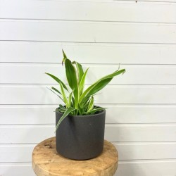 Chlorophytum 20 - 30 cm