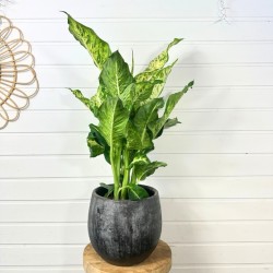 Dieffenbachia 60 - 70 cm