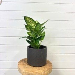 Dieffenbachia 25 - 35 cm