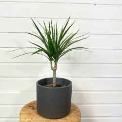 Dracaena Marginata de 40-50 cm