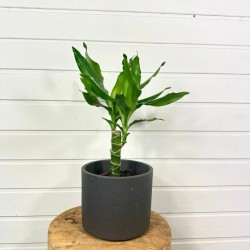 Dracaena Yellow Coast 30 - 40cm