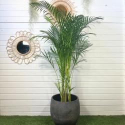 Dypsis Lutescens 140 - 150 cm