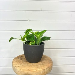 Epipremnum Aureum 15 cm