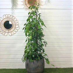 Ficus Benjamina 130 cm