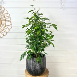 Ficus Benjamina 70 - 80 cm