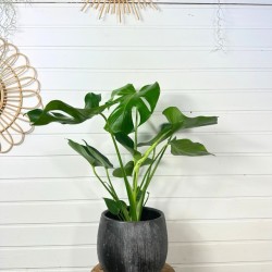 Monstera Deliciosa 60 - 70  cm