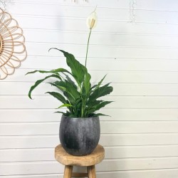 Spathiphyllum / Fleur de lune 40 - 50 cm