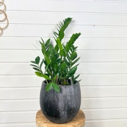 Zamioculcas 60-70 cm