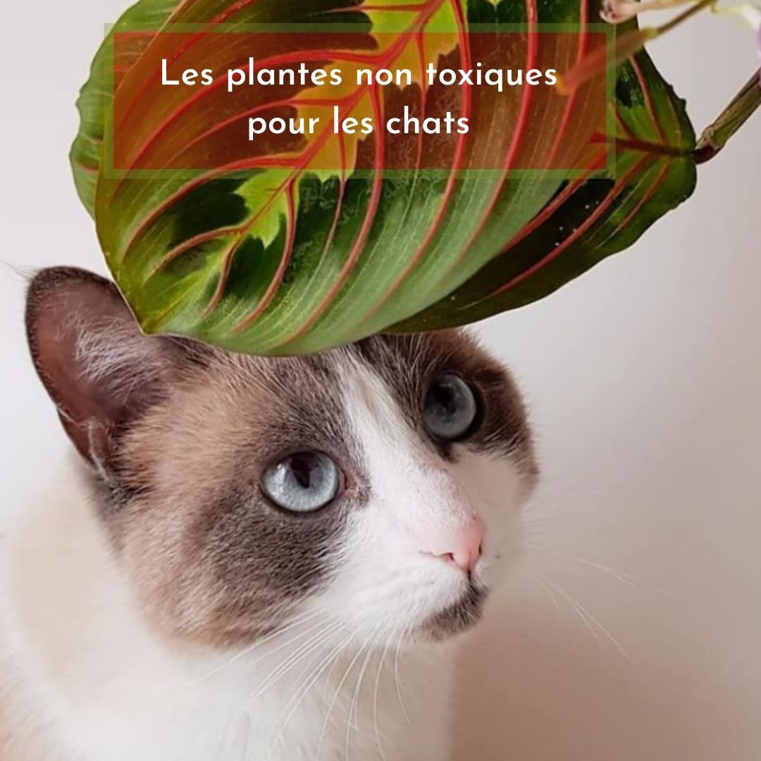 Les Plantes Non Toxiques Pour Les Chats Actualites Plantesaddict